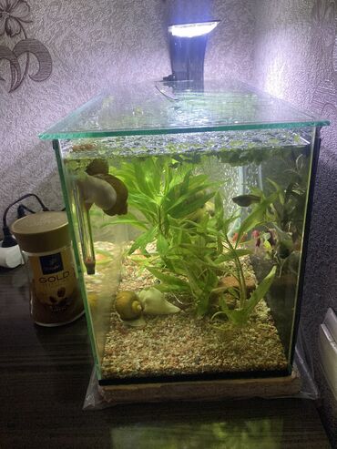 растение для аквариума: Продаю аквариум 25 литров с рыбками ракушками, улитками
