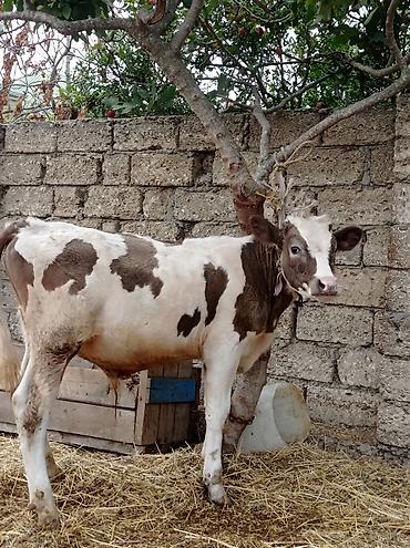 cins buzovların satışı: Erkey di öz ineymin balasıdı 6 aylıqdı bine sovxozda — 3