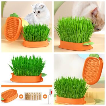 Зоотовары: Продаю приспособление для выращивания травы для животных и людей(в — 1