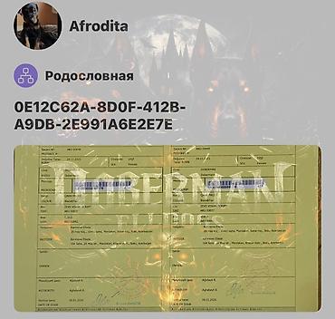 İtlər: Doberman, Dişi, Peyvəndli — 8