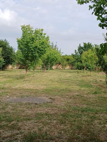 Kənd təsərüfatı heyvanları üçün digər mallar: Salam Arenda veya satmaq Heyvan saxlanılan təsərrüfat/qoyun‑malqar — 8