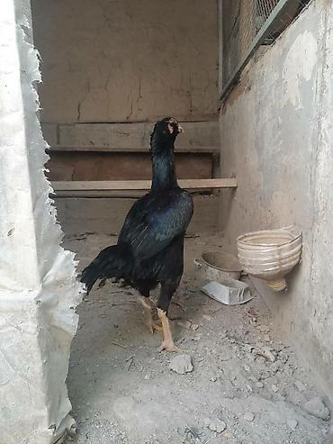 Птицы: Дакан курочка бородачка большая примерна 4кг цеплять даёт хороших — 8