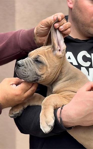 Psi: Dostupni za rezervaciju stenci Cane Corso iz registrovane — 13