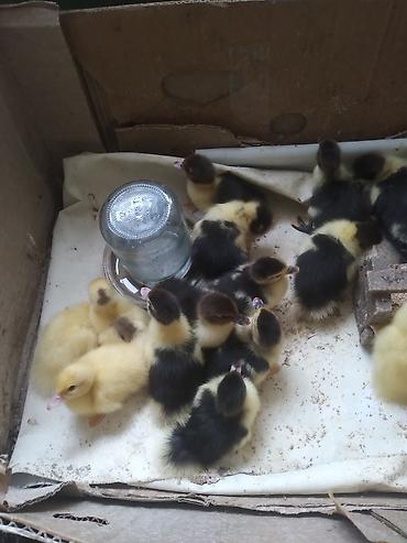 i̇mişli yemi: Muscovy (indi ördəyi) balaları satılır. - Cins: Muscovy/indi ördək - — 1