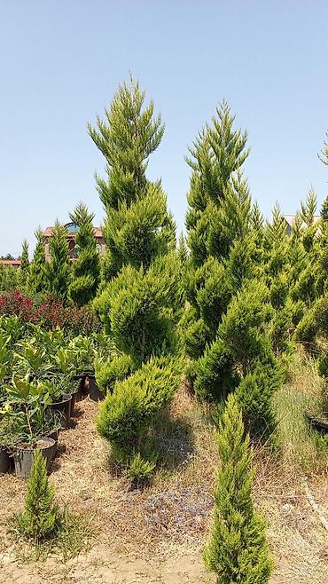 nar agacı: Məhsul: Dekorativ palma ağacı (fan formalı yarpaqlı, qalın pullu — 5