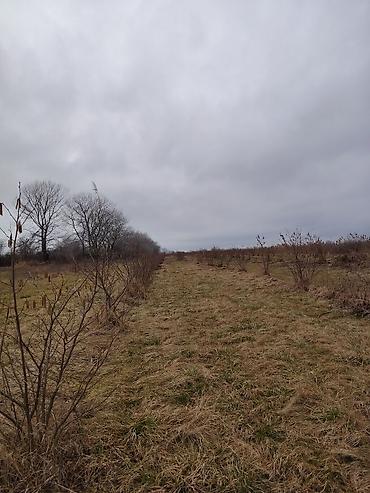 Torpaq sahələrinin satışı: Kənd təsərrüfatı -da lalafo.az — 15 Torpaq sahələrinin satışı: Kənd təsərrüfatı — 15