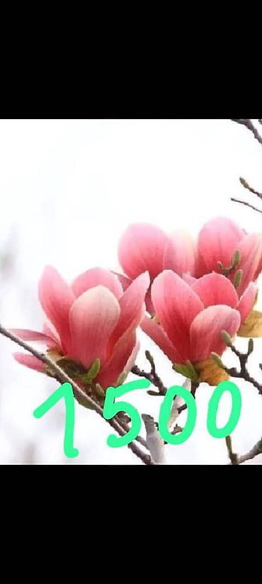 Көчөттөр — 10