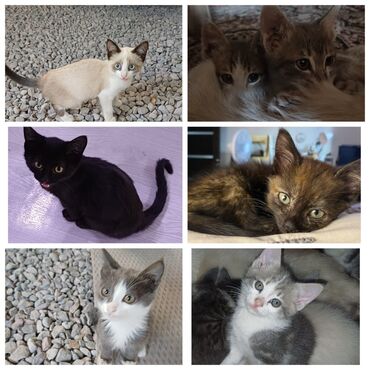 возьму кошку в добрые руки: В хорошие руки котята мальчики и девочки ♀️♂️, кушают всё ! Ищут
