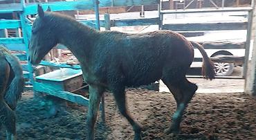 Лошади, кони: Продаю | Жеребенок | Дончак | Для разведения | Племенные — 7