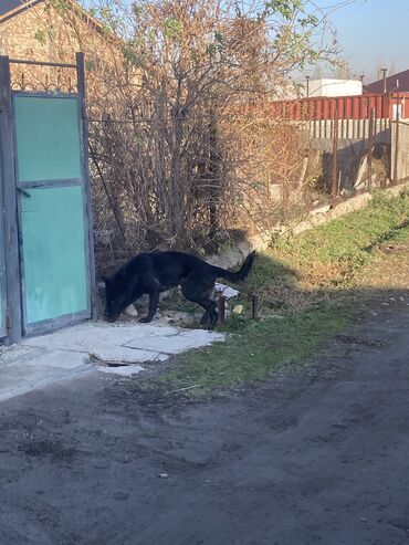 койон сатылат: Чыгыш Европа овчаркасы, 1 жаш, Эркек, Эмделген