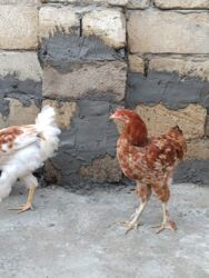 Digər quşlar: 6 eded 3 ayliq amroks cinsi(3 fere 3 xoruz)6 ededi 65azn. 8 eded 5 — 4