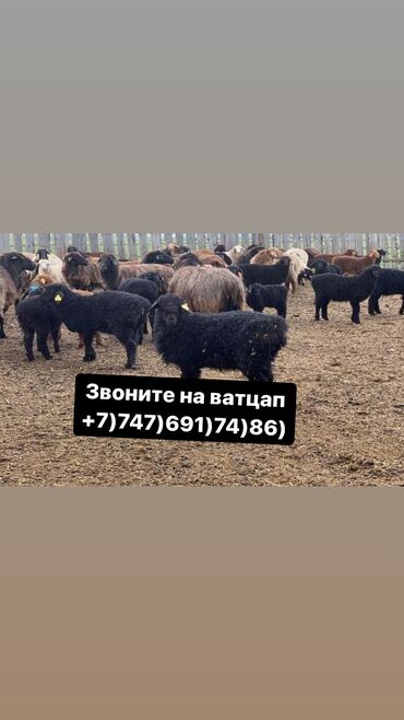 Бараны, овцы: Продаю | Овца (самка), Ягненок, Баран (самец) | Гиссарская, Полукровка, Долан | На забой, Для разведения, Для шерсти | Племенные, Матка, Ярка