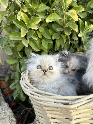 Pişiklər: Fars -da lalafo.az — 11 Pişiklər: Fars — 11