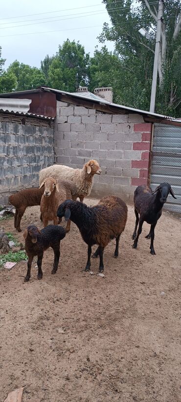 Другие животные: Продаю годовалых баран породы Арашан, для разведения, две матки, два