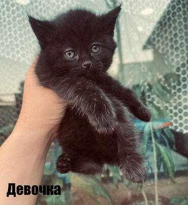 продажа щенков немецкой овчарки в бишкеке с документами: 2 месяца, Девочка, Серый, Приучена к лотку