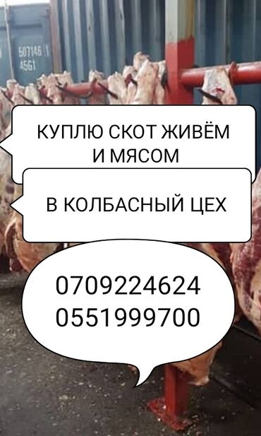 телку: Куплю | Коровы, быки | Любое состояние at lalafo.kg телку: Куплю | Коровы, быки | Любое состояние