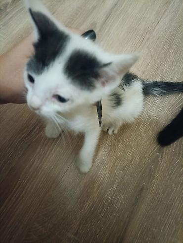 меняю на собаку: ОТДАМ КОТЯТ В ДОБРЫЕ РУКИ!!! Котята чёрно-белого окраса, 3 мальчика — 5