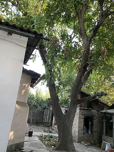 гретский орех: Отдам бесплатно под спил. Только самовывоз,приезжайте пилите аккуратно — 1