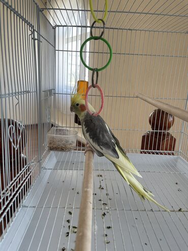 Птицы: Продаю попугая с сеткой (карела)