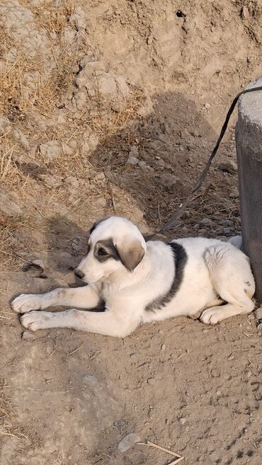 собака продаю: Алабай, 2 айлык, Ургаачы