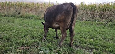 соль для животных: Продаю | Корова (самка), Бык (самец), Тёлка | Алатауская, Швицкая | Для разведения, Для молока | Стельные