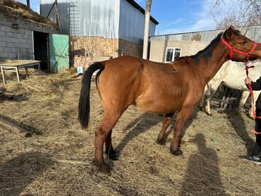 Лошади, кони: Продаю | Кобыла (самка) | Рабочий — 1