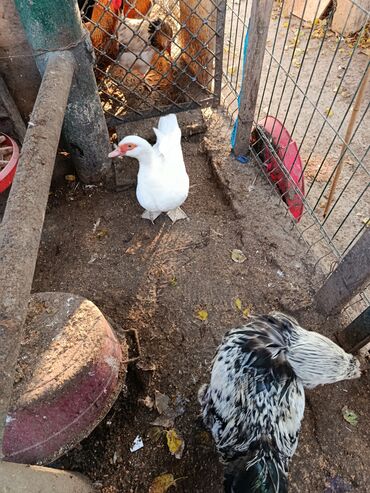 Toyuqlar: Satılır: həyət quşları (qarışıq) - Növ və rənglər: ağ qaz, ağ muskus — 1