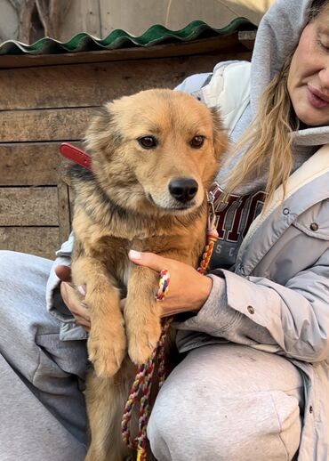 Отдам даром собаку: Собака даром: Дворняжка, 1 год, Самка, С прививкой — 8