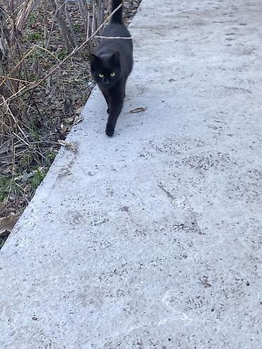 Продажа кошек: 6 месяцев, Мальчик, Черный — 11