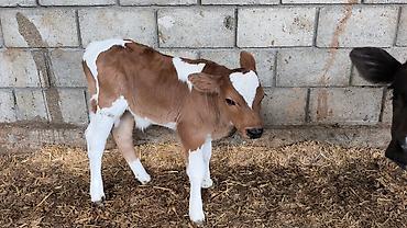 Коровы, быки: Продаю | Бык (самец) | Симментальская | Для разведения — 13