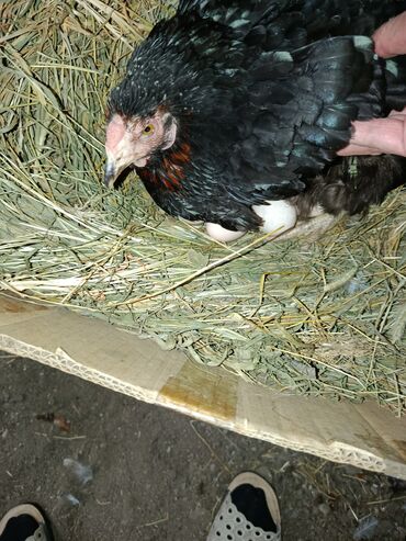 Inəklər, öküzlər: Toyuq, Yumurtalıq, Ünvandan götürmə