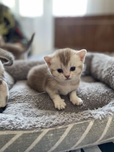 где можно купить телят симментальской породы: Британская короткошёрстная, 1 месяц, Девочка, С документами, С прививками