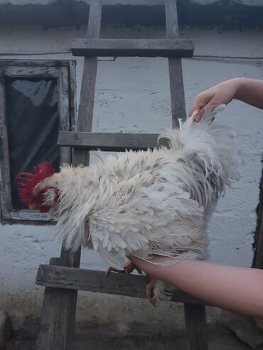 Toyuqlar: Toyuq, Yumurtalıq, Ünvandan götürmə — 9