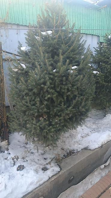 Ель: Ели/сосны для озеленения участка. Описание: - Живые хвойные деревья — 2