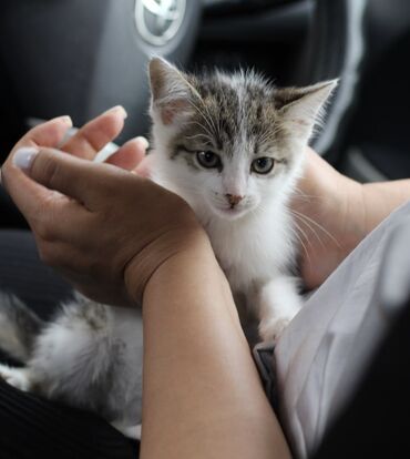дом для котов: Мальчик ищет дом срочно Нужны ответственные и любящие родители