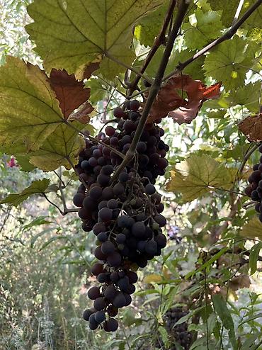 кара алма: Продаю виноград со своего сада 🍇 Экологически чистые ✅ 2 сорта,один из — 4