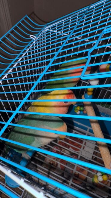 Tutuquşları: Korella Karella tutuqusu papuqay sevgi quşu nerazlucnik valnist 14 — 22