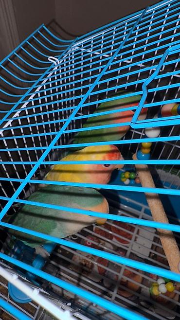 Tutuquşları: Korella əl quşu bala hazir cut kime hansi lazimdisa var sarilar 45-50 — 26