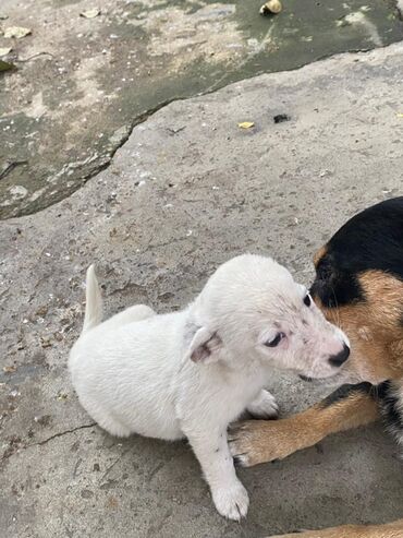 İtlər: 2 ay, Ünvandan götürmə — 14