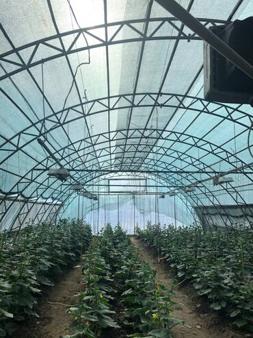 Теплицы: Продается теплица, размер 23/8 — 2