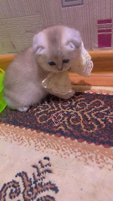 Pişiklər: Şotland — 11