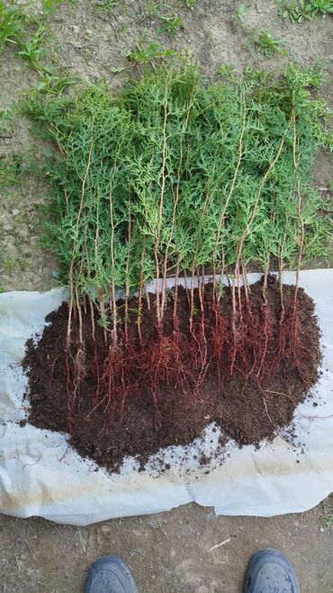 Декоративные деревья: Саженцы деревьев: Туи — 11