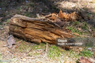 дрова сухие: Дрова