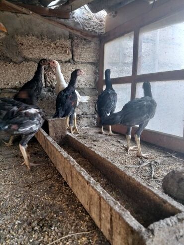 deve quşu: 3 aylıq heyratı cücələr. Ata anası meydan görmüş quşlarsı