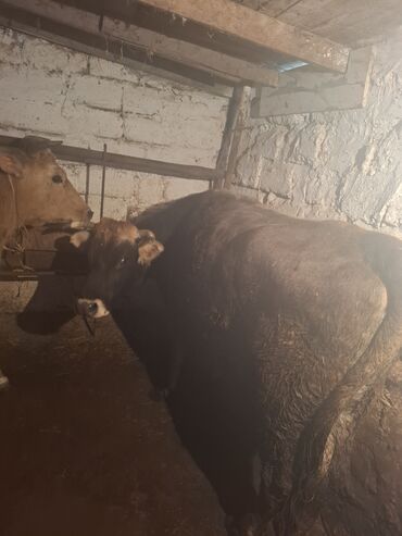 Inəklər, öküzlər: 3 de qisir iney 4850 ze deyirem kom satilir tekliyende qiymet ferqli — 22