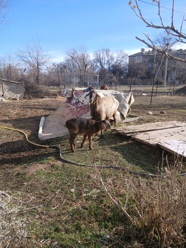 Бараны, овцы: Продаю | Овца (самка) | Для разведения | Матка — 12