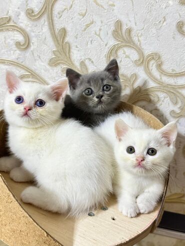 Pişiklər: Şotland yastı qulaq, Erkək, Dişi, Yaxşı əllərə, Ünvandan götürmə, Pulsuz çatdırılma, Ödənişli çatdırılma — 78