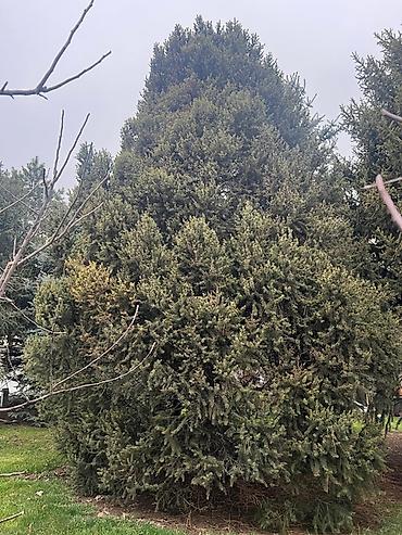 Ель: Высота 3-7 метров — 12