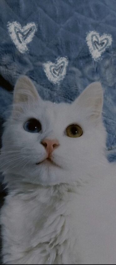 сиамская кошка: Ищем кота для вязки. Наша кошка нуждается в срочном свидании!😁 У нас