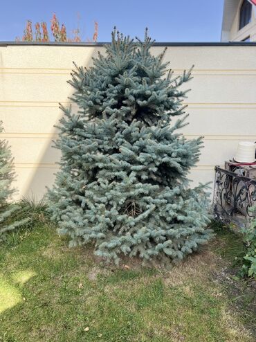 купить вьющиеся розы: Живая голубая ель (скорее всего ель колючая, Picea pungens ‘Glauca’)